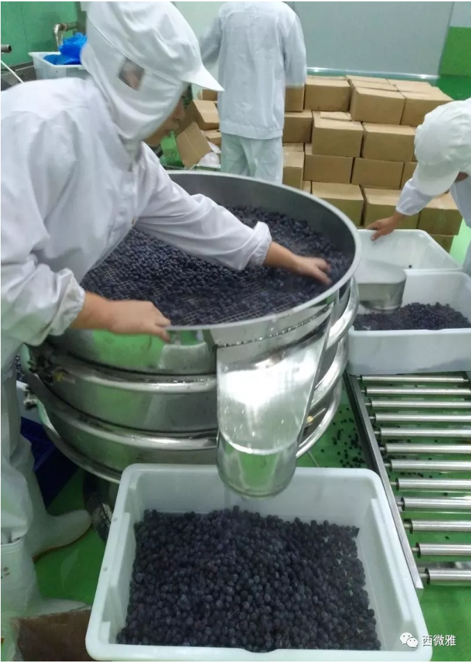 珍貴的果脯-藍(lán)莓干(圖11) 珍貴的果脯-藍(lán)莓干(圖11)