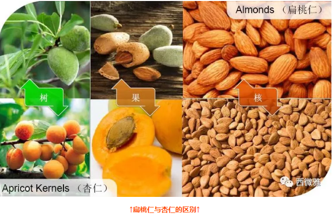 貴族堅果-加州扁桃仁(圖3) 貴族堅果-加州扁桃仁(圖3)