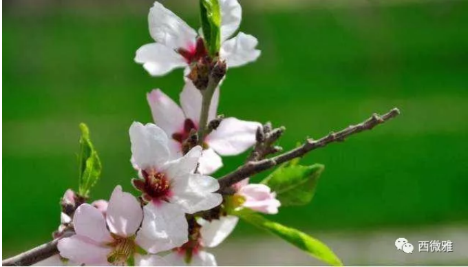 貴族堅果-加州扁桃仁(圖5) 貴族堅果-加州扁桃仁(圖5)