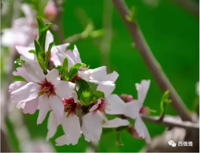 貴族堅果-加州扁桃仁(圖6) 貴族堅果-加州扁桃仁(圖6)