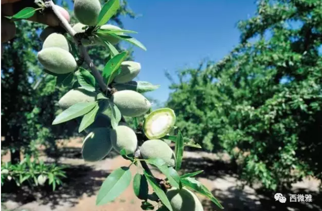貴族堅果-加州扁桃仁(圖8) 貴族堅果-加州扁桃仁(圖8)