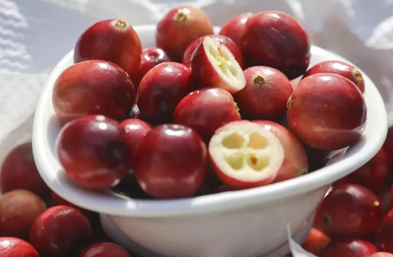 蔓越莓干批發(fā)廠家國內(nèi)如何生產(chǎn)蔓越莓干(圖2) 蔓越莓干批發(fā)廠家國內(nèi)如何生產(chǎn)蔓越莓干(圖2)