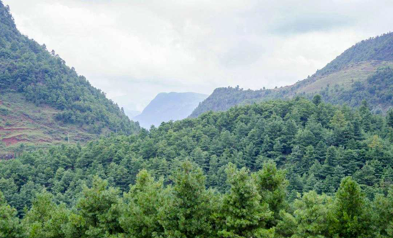 為何松子仁市場批發(fā)價上漲，松子仁的功效與作用(圖2)