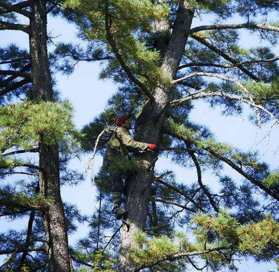 為何松子仁市場批發(fā)價上漲，松子仁的功效與作用(圖4)