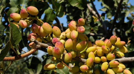 用開心果醬做烘焙和飲品，西微雅綠開心果醬如何？(圖3)