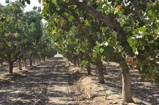 用開心果醬做烘焙和飲品，西微雅綠開心果醬如何？(圖5)